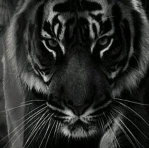 Meet your Posher, Jessie